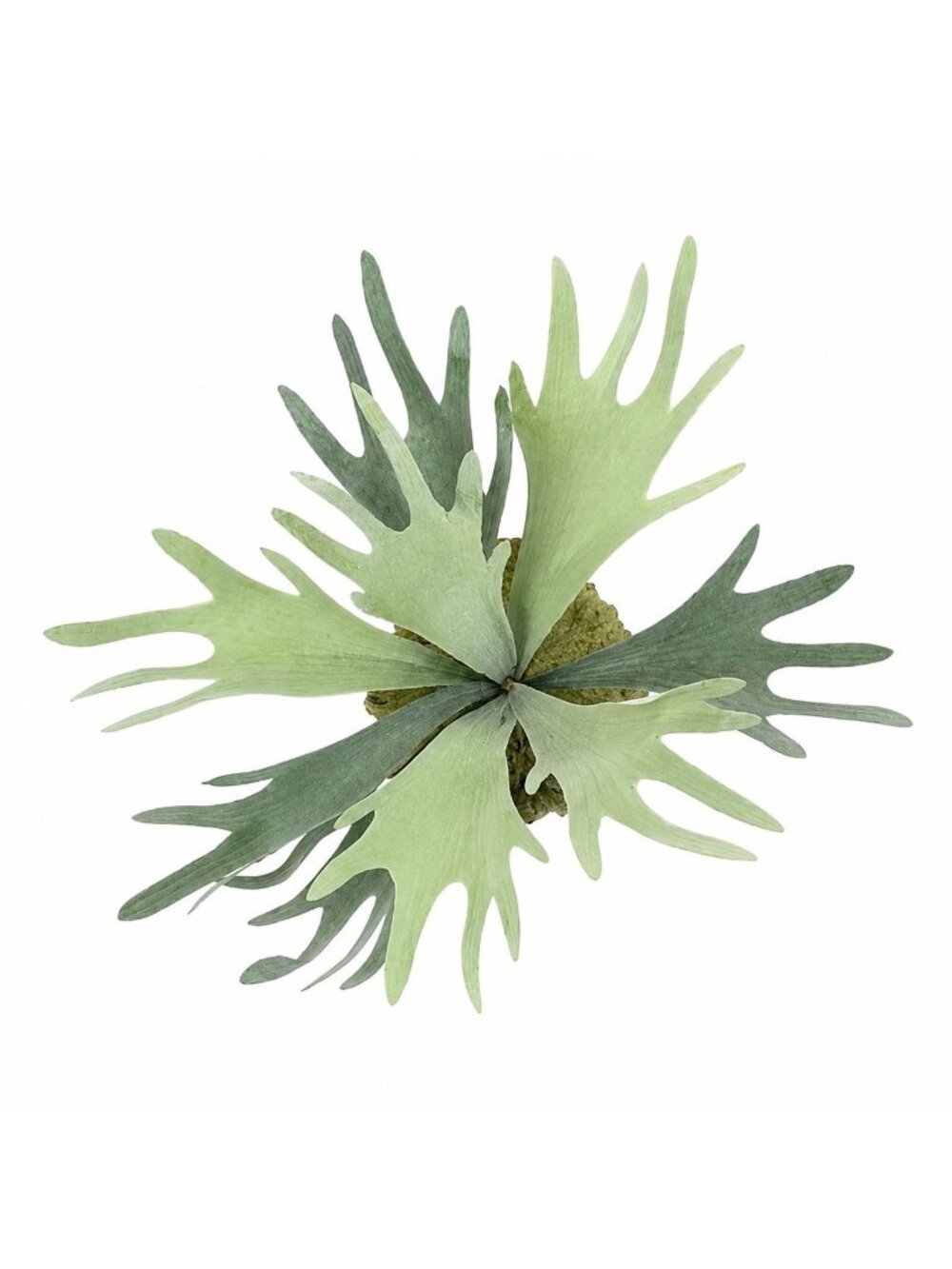 Artificial Staghorn Fern Faux Fern Wall Decor Mounted Fern Tropical Greenery